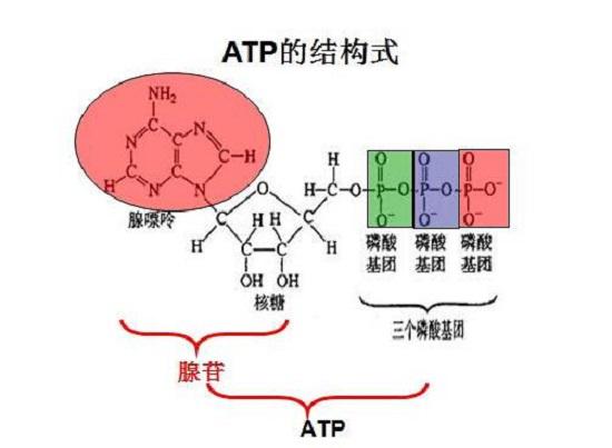 ATP的构造成分子式