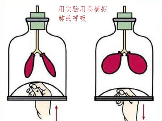 用实验用具模拟肺呼吸