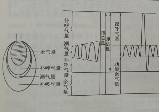 肺的余气量、补呼气量、潮气量和补吸气量