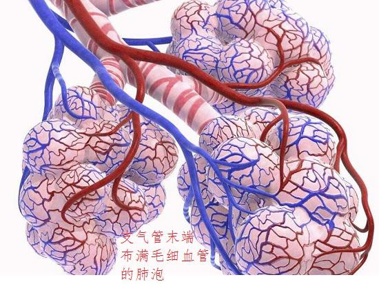 肺泡和毛细血管