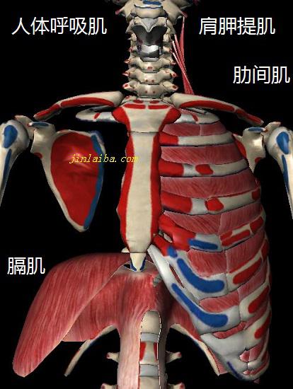人体的呼吸肌