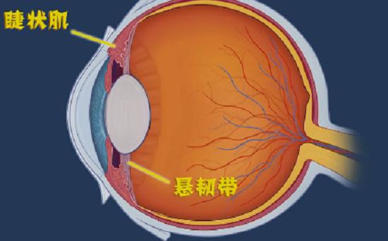 眼球的结构