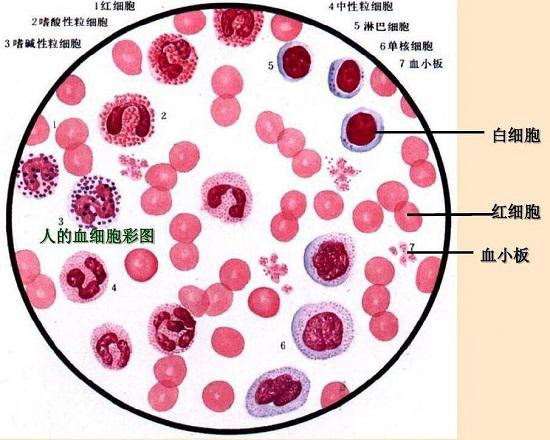血液中的红细胞、白细胞和血小板