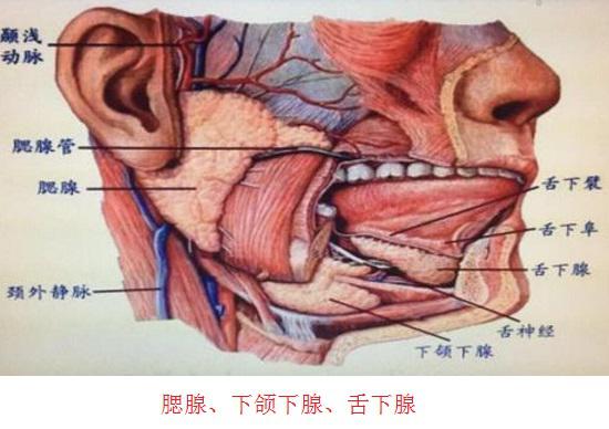 口腔的消化腺