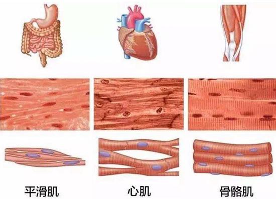 平滑肌、心肌、骨骼肌的分布、宏观构成及微观构造