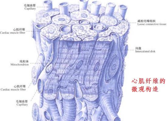 心肌纤维的微观构造