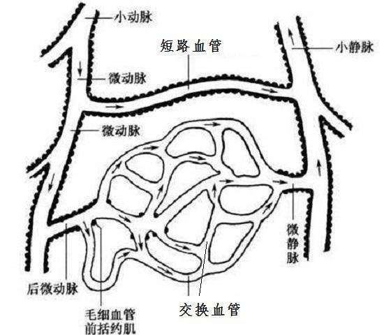 交换血管和短路血管