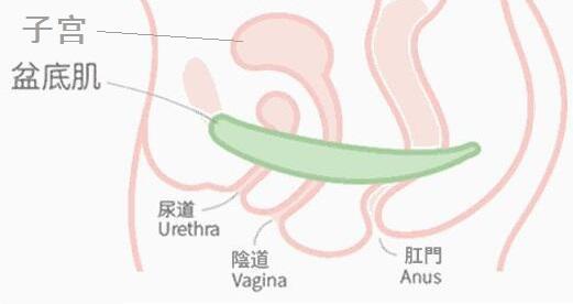 盆底肌示意图