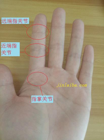手指关节