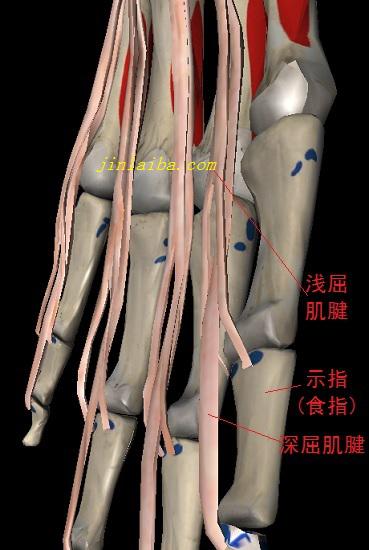 手指屈肌腱（部分）
