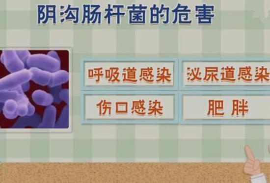 阴沟肠杆菌的危害