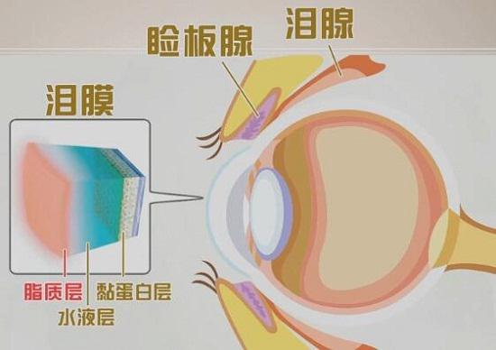 泪膜结构