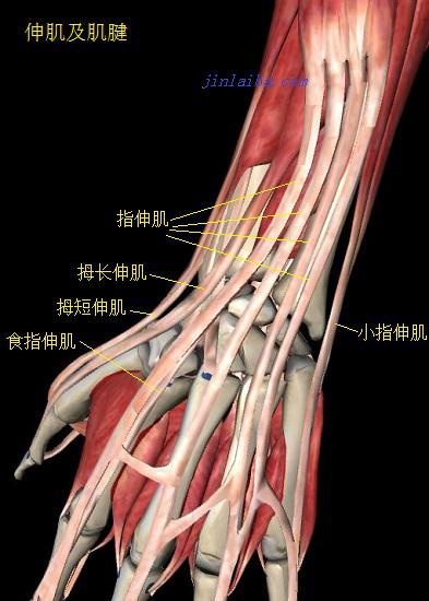 手指及腕的伸肌腱