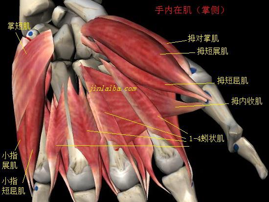 拇指一侧的拇对掌肌、拇短展肌、拇短屈肌、拇内收肌全称为大鱼际肌