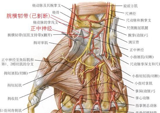 正中神经及腕横韧带的位置