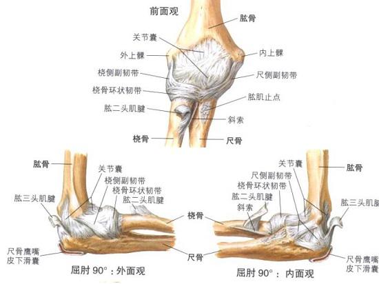不同体位下的肘关节内侧副韧带