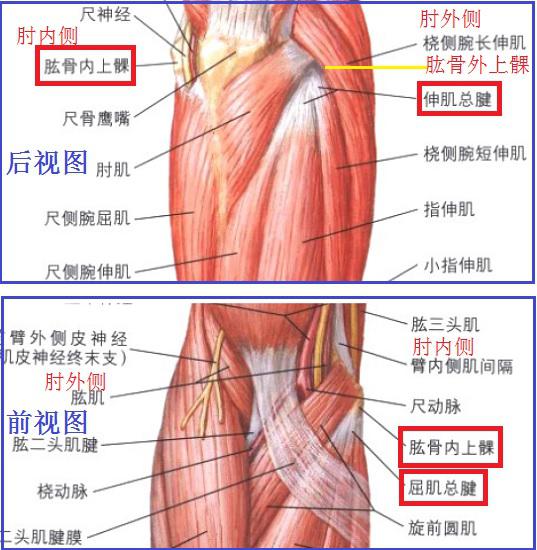 发生肱骨内上髁炎的位置