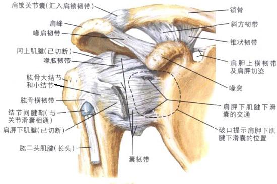 肩峰与肩袖（肌腱）