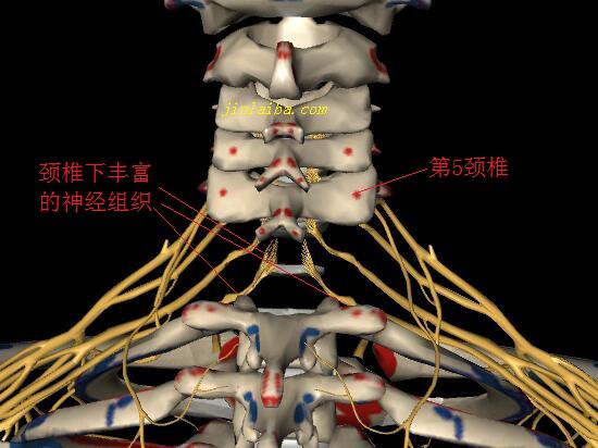 颈椎病变与周围神经的关系