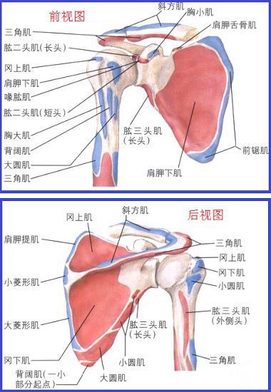 肩袖和其他肌肉的起止点及范围