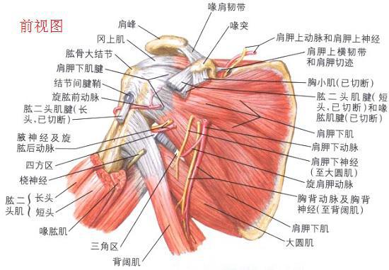 肩部肌肉（前视图）