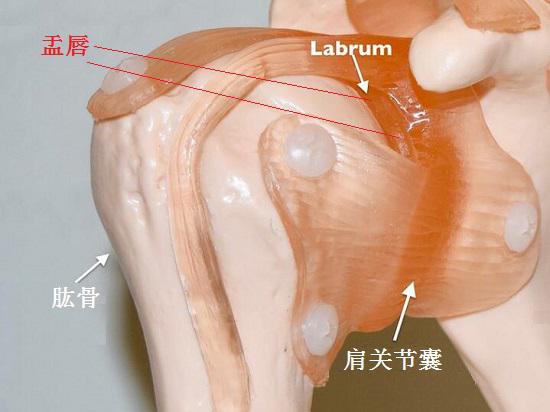 盂唇与盂肱关节囊