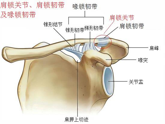 肩锁关节、肩锁韧带及喙锁韧带
