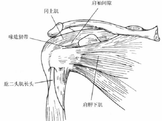 肩袖间隙及喙肱韧带