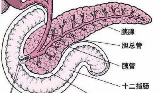 胰腺结构