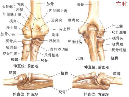 不同角度的肘关节