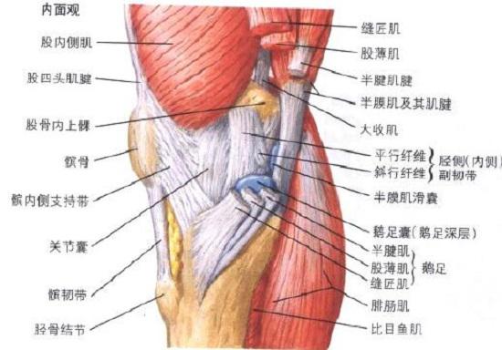 内侧副韧带（膝关节内侧面图）