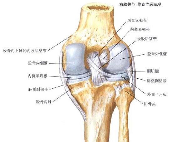 后交叉韧带及膝关节