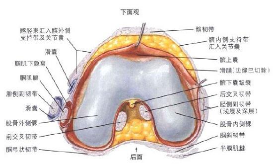 膝关节构造