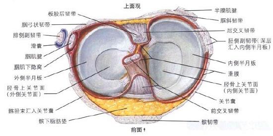 半月板下膝关节（胫骨上面观）