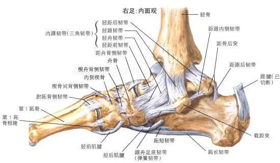 踝关节及下胫腓联合体