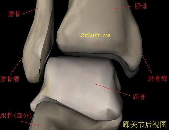 踝关节后视图