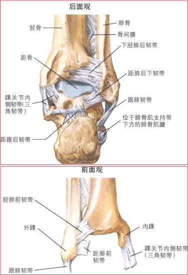 踝关节及下胫腓联合体