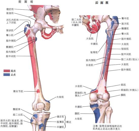 髋关节正面和后面观