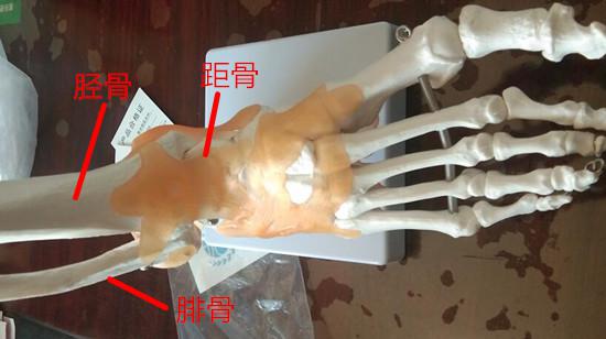 足部骨骼