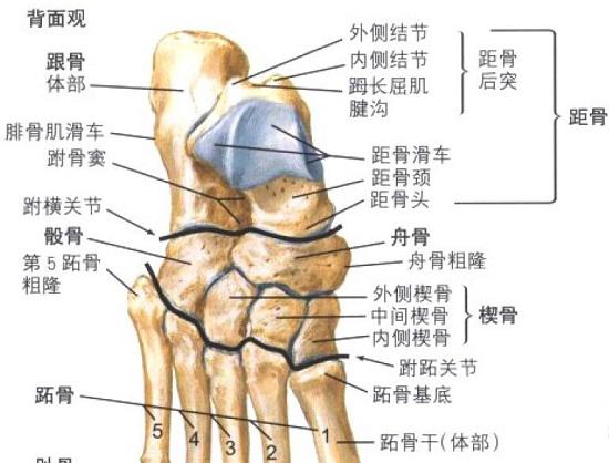 骰骨的位置（足部背面观）