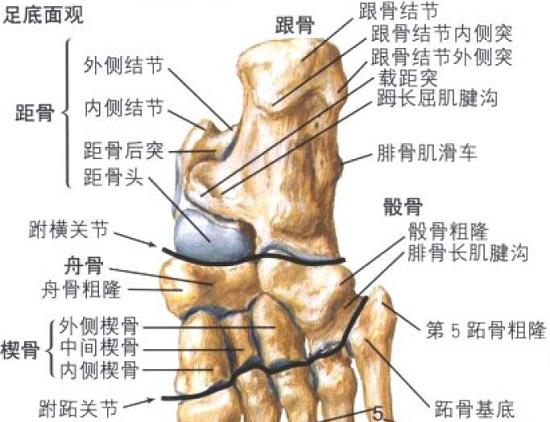 骰骨的位置（足部底面观）