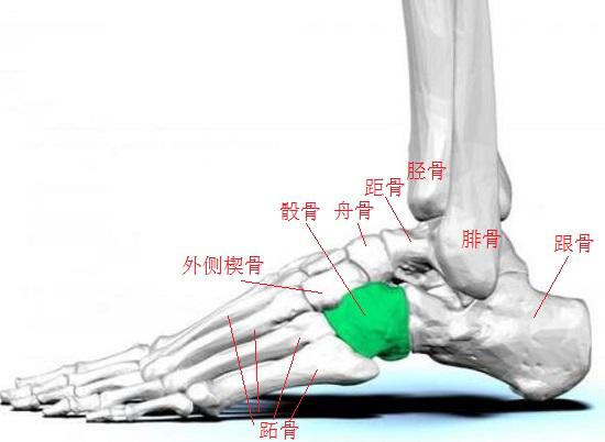 骰骨的位置