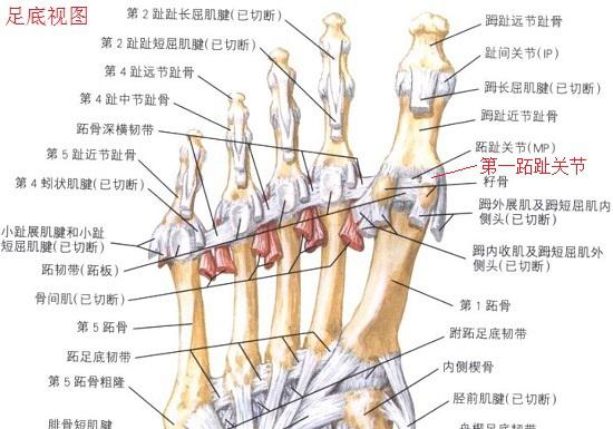 第一跖趾关节