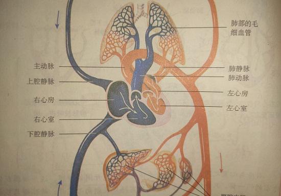 血液循环