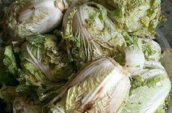 腐坏的白菜