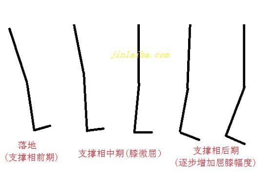 正常步态中的膝关节变化