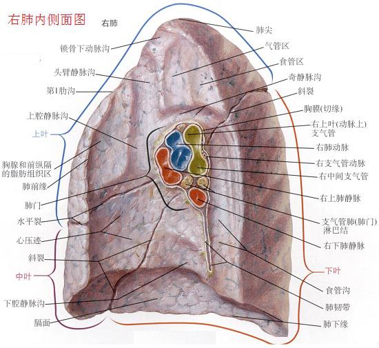 肺的构造