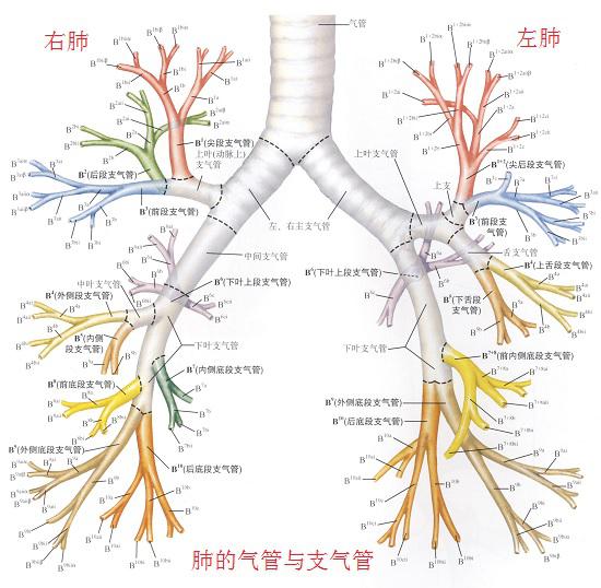 气管与支气管