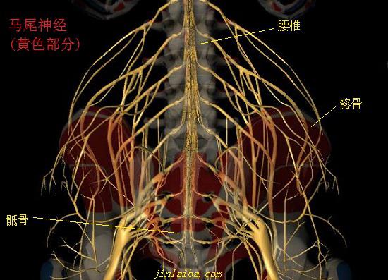 腰椎及马尾神经