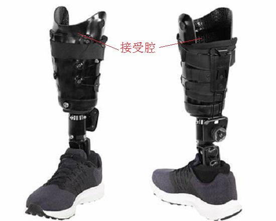 假肢的接受腔